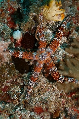 Raja Ampat 2016 - Gomophiagomophia - Bumpy sea star - Etoile de mer - IMG_5368_rc